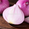 Fabricante de cebolla fresca fabricante Fresh Onion